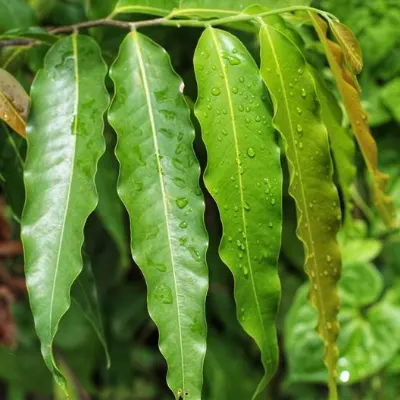 Ashoka Plant