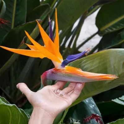 Bird of Paradise