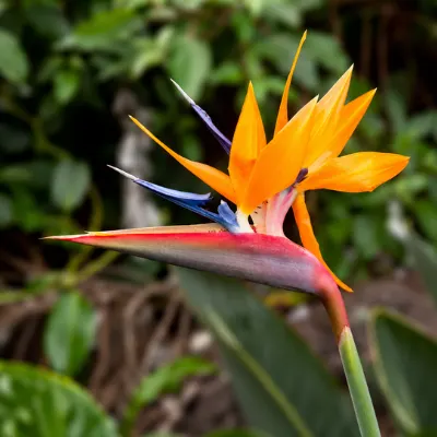 Birds of Paradise Plant