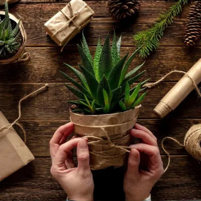 Bulk Plant Gifting Services by Upjau