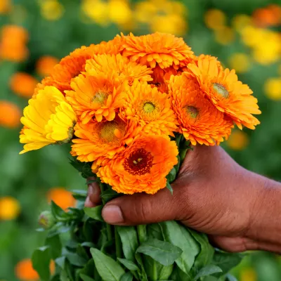 Calendula