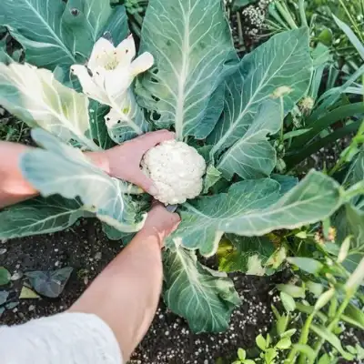Cauliflower (Phool Gobhi)