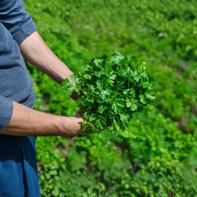 Coriander (Dhania)