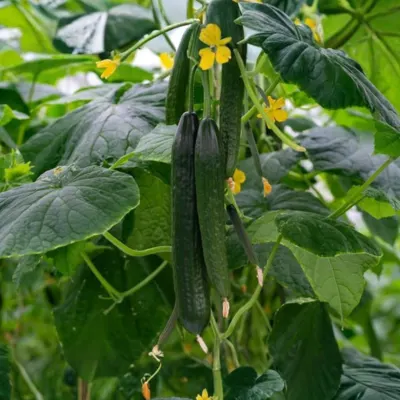 Cucumber (Kheera)