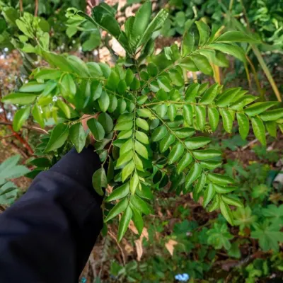 Curry Leaves (Kadi Patta)