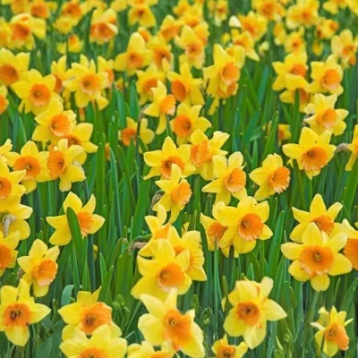 Daffodil