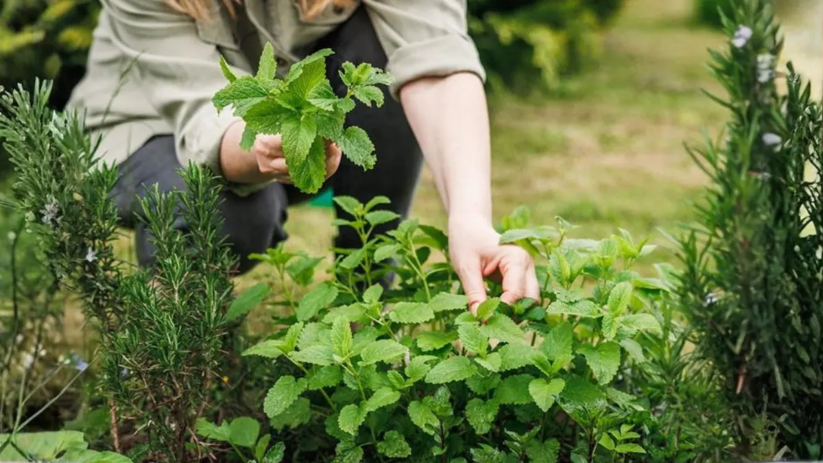 Fasting-Friendly Edible Plants