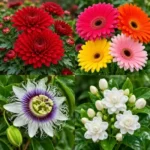 Flowering Plants Combo of 4