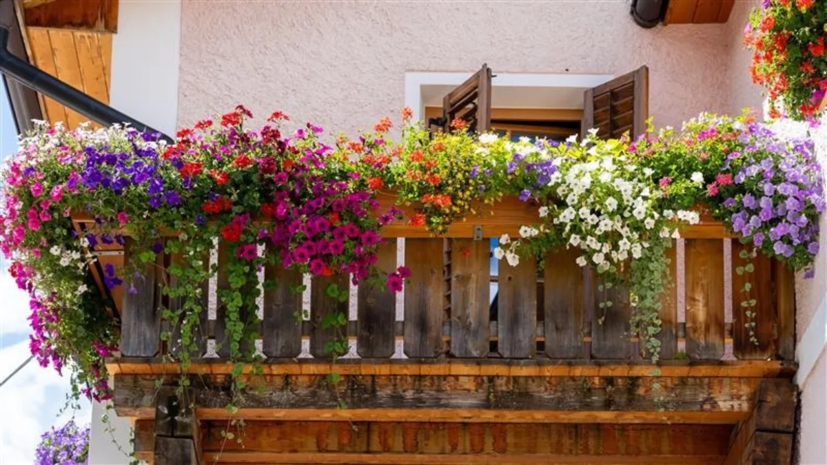 Flowering Plants Under ₹100 for Indian Homes & Balconies