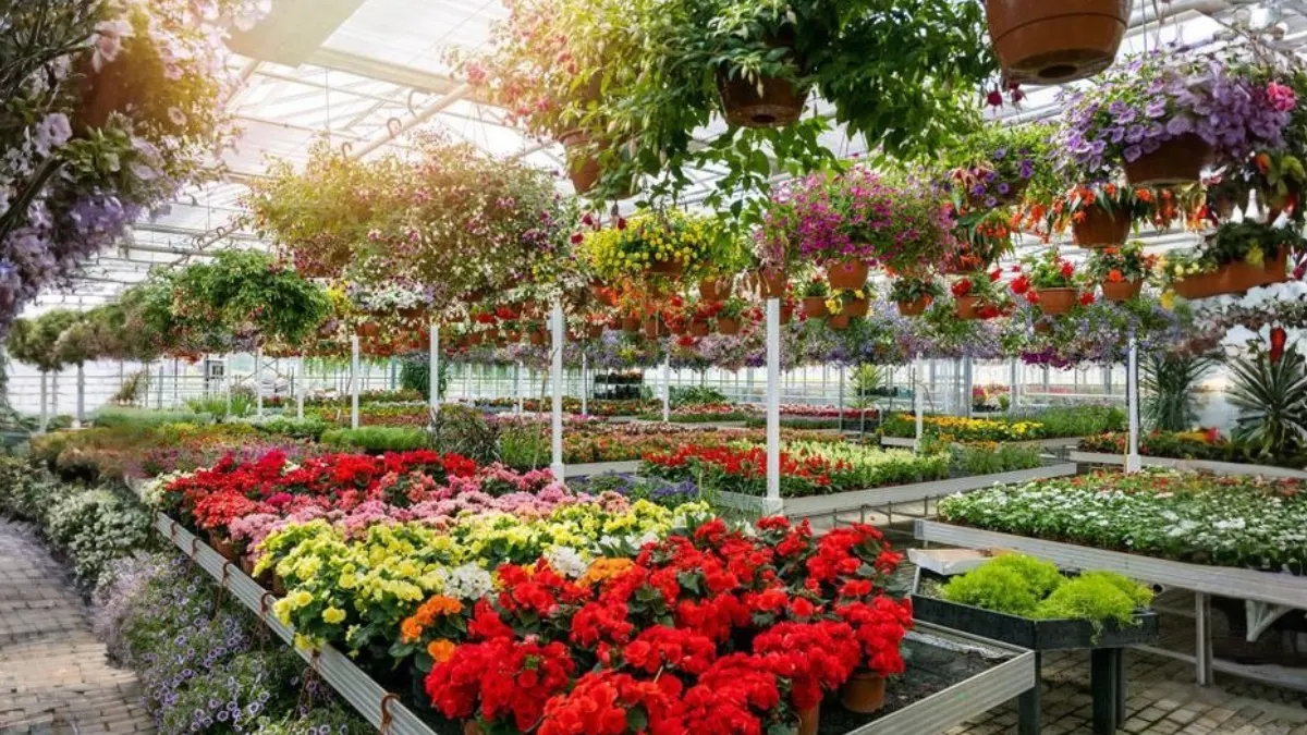 Flowering Plants Under ₹300 You Can Grow in India