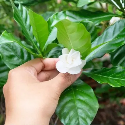 White Gardenia Flower Plant