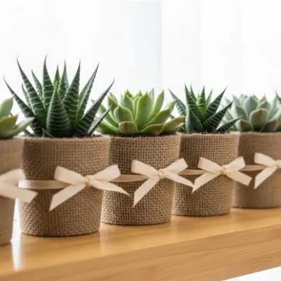 Haworthia Plant