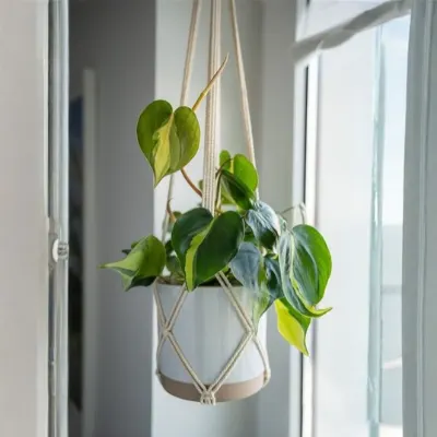 Heartleaf Philodendron