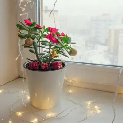 Jade Plant