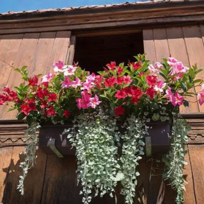 Mandevilla Climber Plant