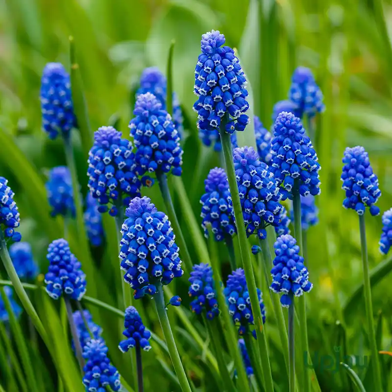 Muscari bulb