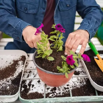 Petunia Sapling