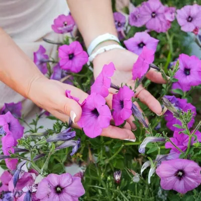 Petunia Plant