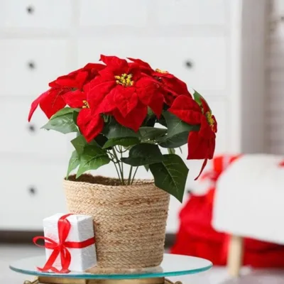 Poinsettia