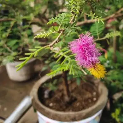 Shami Plant
