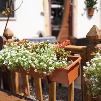 Sweet Alyssum Plant