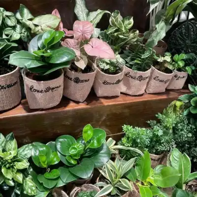 Syngonium
