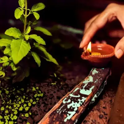 Tulsi Plant