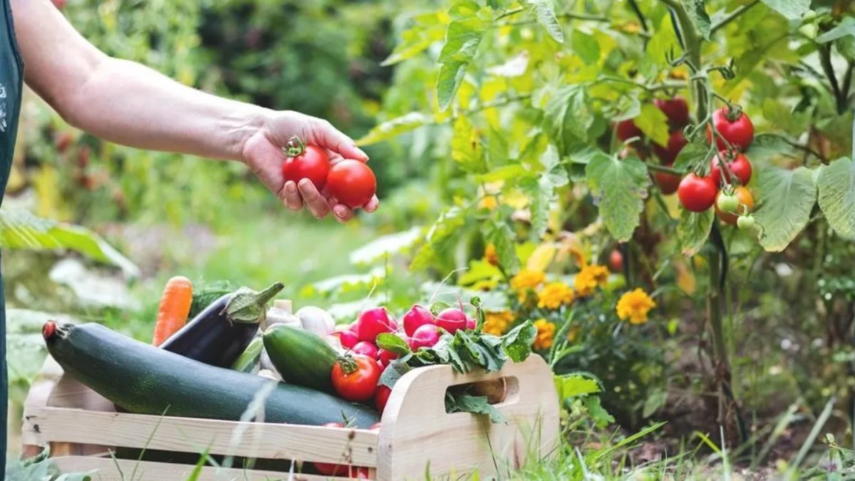 Winter Vegetable Garden What to Grow in November