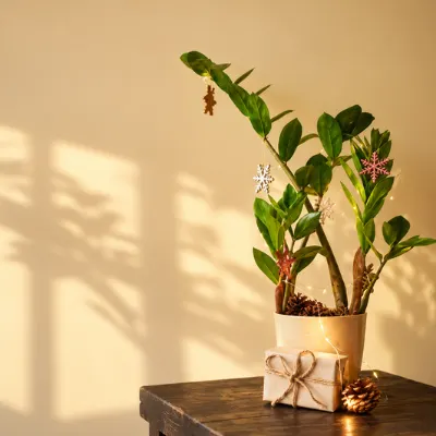 ZZ Plant