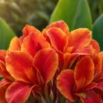 Orange Canna Lily Bulb