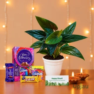 full hamper (All items) Black Money Plant