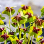 Oxalis Iron Cross Bulb